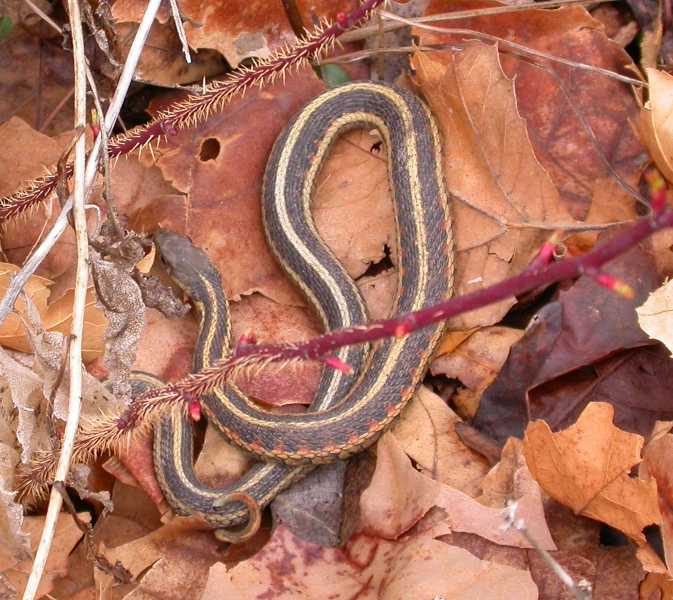 What Do Garden Snakes Look Like / Garter Snake In The Garden Let It Be